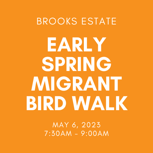 Bird Walk – More Early Spring Migrants!